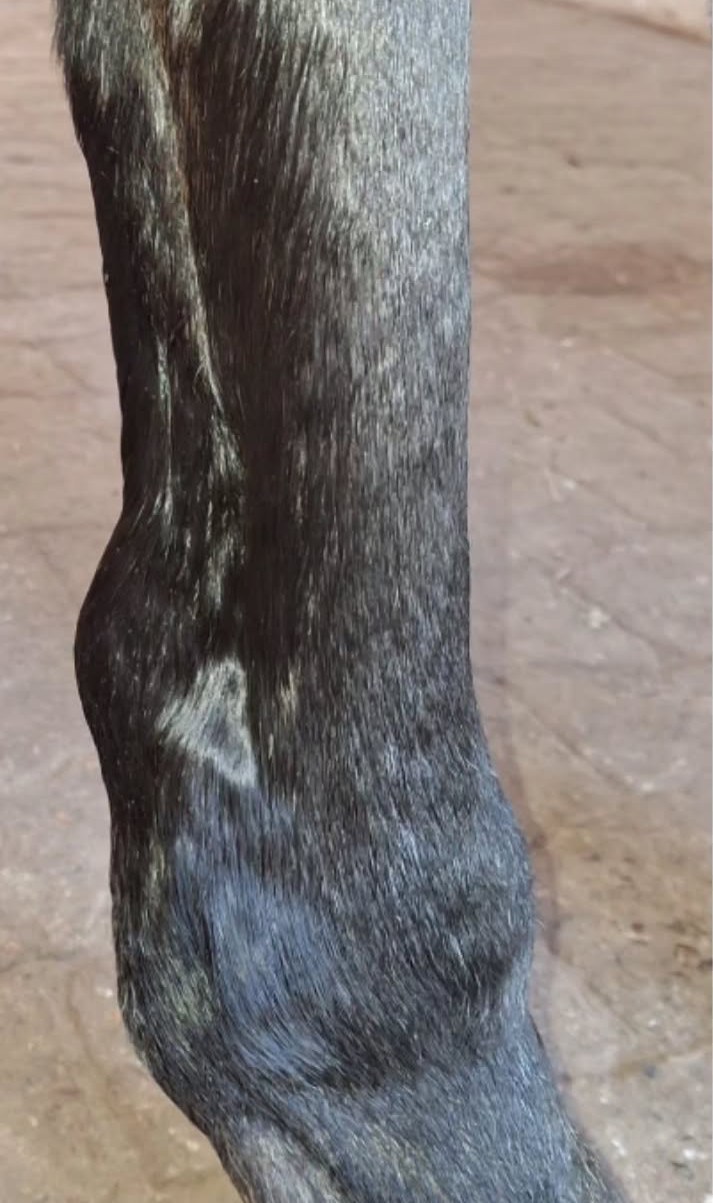 L'arto posteriore di un cavallo prima del trattamento, con gonfiore visibile intorno all'articolazione